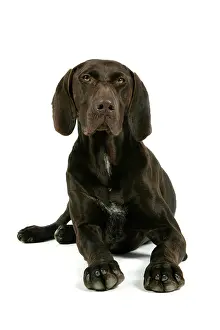 Braque: German short-haired pointer / braque allemand