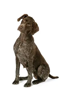 Braque: German short-haired pointer / Braque allemand