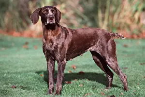 Docked: GERMAN SHORT-HAIRED POINTER DOG