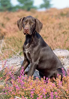 Heathers: German Short-haired Pointer Dog - puppy in heather
