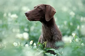 Amidst: German Short-haired Pointer Dog - Sitting amidst flowers