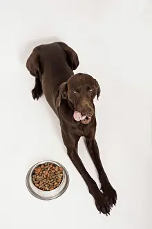 Bowl: German Shorthair Pointer lying in front of a bowl