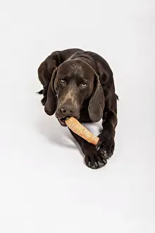 Chewing: German Shorthaired Pointer chewing a carrot