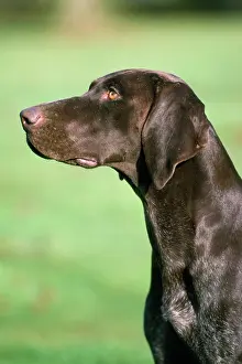 Shorthaired: German Shorthaired Pointer Dog