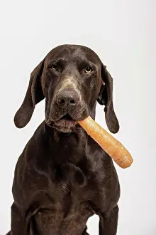 Carrot: German Shorthaired Pointer retrieving a carrot