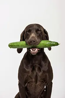 Chew: German Shorthaired Pointer retrieving a cucumber