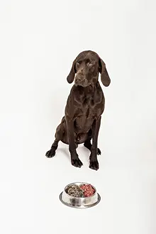 Bowl: German Shorthaired Pointer sitting in front of a