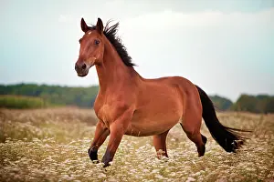 Crossbred: German Warmblood, Brown with markings, gelding trotting