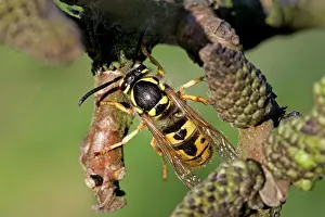 Leader: German Wasp - queen
