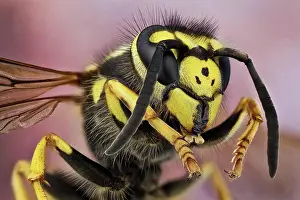 Dignitary: The German wasp has typical wasp colours of blac