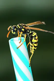 Vespinae: German wasp (Vespula germanica) on drinking straw
