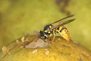 Apocrita: German wasp (Vespula germanica) eating on a pear