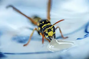 Vespinae: German wasp (Vespula germanica) eats at a drop of