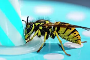 Examine: German wasp (Vespula germanica) examines a lemonade