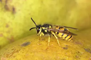 Apocrita: German wasp (Vespula germanica) on a pear, Germany