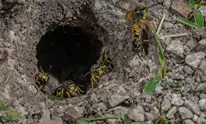 Worker: German Wasp, Vespula germanica, workers around the