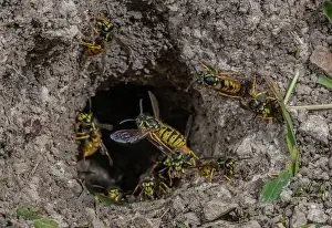 Worker: German Wasp, Vespula germanica, workers around the