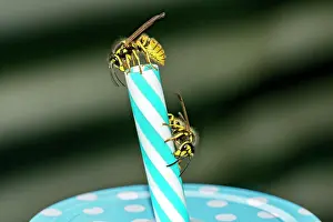 Vespinae: German wasps (Vespula germanica), two animals on