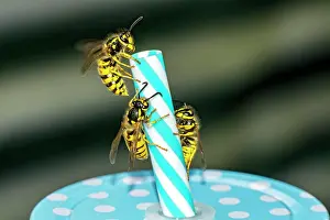 Vespinae: German wasps (Vespula germanica), three animals