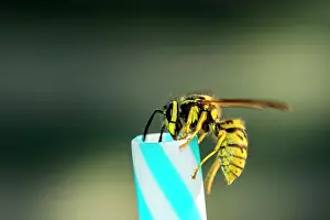 Vespinae: German wasps (Vespula germanica), on drinking straw