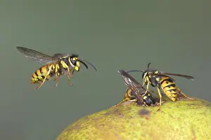 Wasps: German wasps (Vespula germanica) eat a pear, Germany