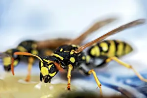 Vespinae: German wasps (Vespula germanica) eating honey on