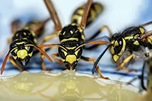 Vespinae: German wasps (Vespula germanica) eating honey on