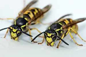 Tasty: German wasps (Vespula germanica) eating honey on