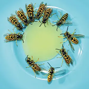 Tasty: German wasps (Vespula germanica) feeding on a drop