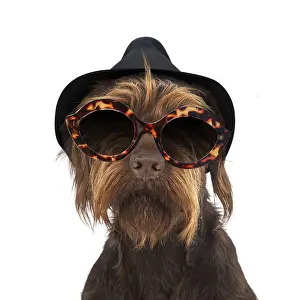 Chilling: German wire-haired Pionter Dog wearing trilby hat