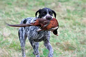 Hunted: German Wirehaired Pointer, hound, fetching a hunted