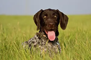 Gramineae: German Wirehaired Pointer, hunting dog, lying on