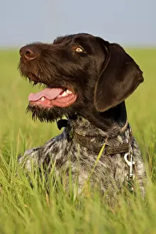 Gramineae: German Wirehaired Pointer, hunting dog, lying on