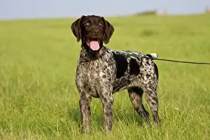 Gramineae: German Wirehaired Pointer, hunting dog, standing