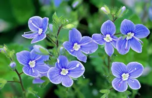 Speedwell: Germander SPEEDWELL