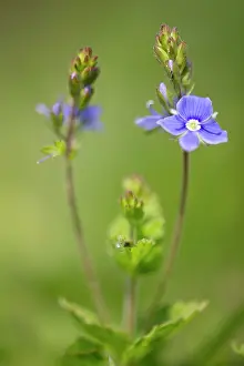 Limburg: Germander Speedwell
