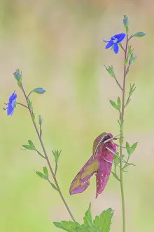 Porcellus: Germander Speedwell