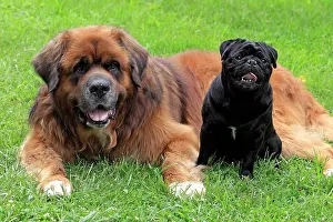 Lays: A Germanic beardog and a black pug, friends
