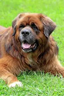 Lays: Germanic beardog, resting