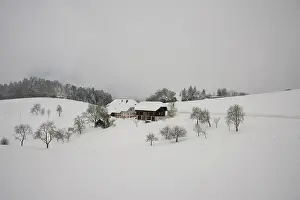 Treeline: Germany, Black Forest, Hollsteig. Hell's