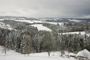 Treeline: Germany, Black Forest, Hollsteig. Hell's