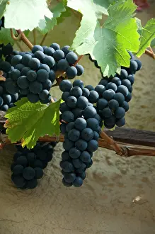 Leave: Germany, Franconia, Rothenburg. Ripe grapes