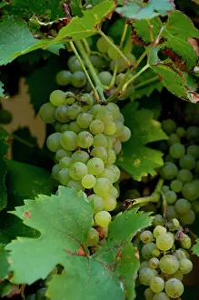 Franconia: Germany, Franconia, Wertheim. Grapes used
