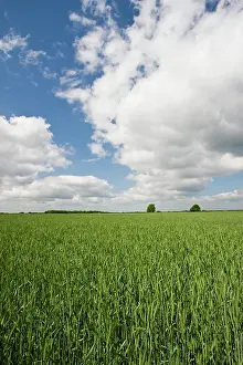 Niedersachsen: Germany, Niedersachsen, Bergen. Farm Field
