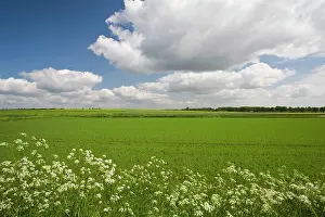 Niedersachsen: Germany, Niedersachsen, Bergen. Farm Field
