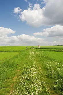 Niedersachsen: Germany, Niedersachsen, Bergen. Farm Field