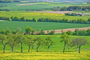 Freshness: Germany, Rheinland-Pfaltz, Mulbach. Fields