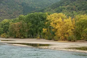 Leave: Germany, Rhine River. View between Mainz