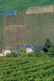 Haseltine: Germany, Rhineland-Palatinate, town of Bernkastel-Kues