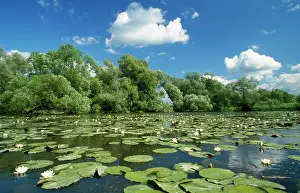 Candida: GERMANY - Water Lily Field